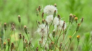 Erechtites hieraciifolius (fireweed, American burnweed, or pilewort) is plant in daisy family, Asteraceae. It is native to Americas, but is found many places around world.