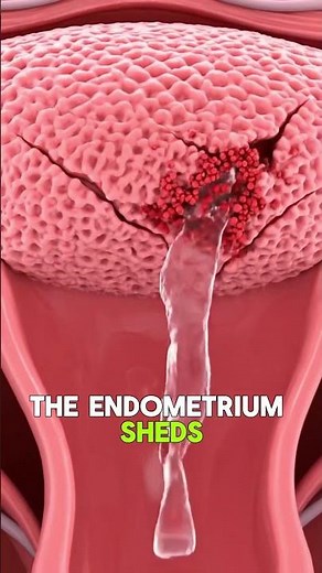 Endometrium & Menstrual Cycle | Quick Explanation #menstruation #pregnant #humanbody #anatomy