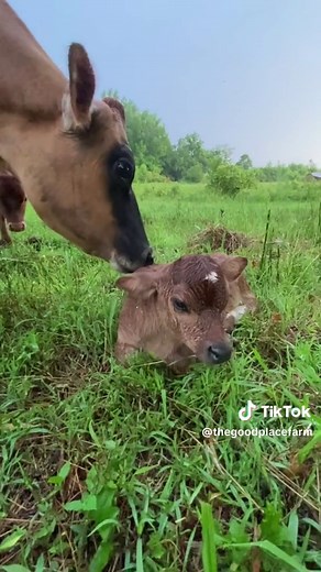 Beautiful Baby Cow's Heartwarming First Day on the Farm