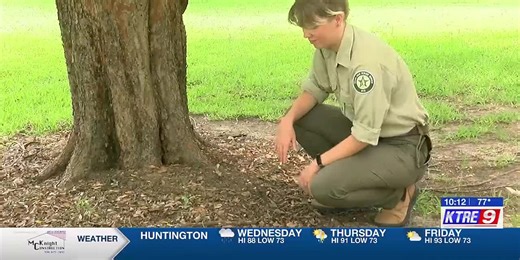 Summer tree maintenance crucial to help prevent damage during storms