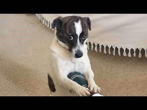 You Can’t Stop Laughing At These Dogs 😹 Funniest Dog Videos of All Time!