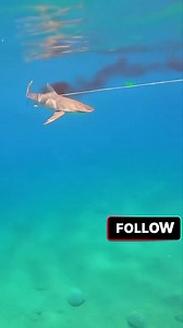 Fish catching underwater #fishing #underwater #ocean | BLUE DANCE