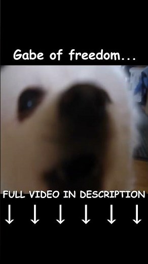 Gabe of Freedom #shorts #gabethedog #deltarune #hammerofjustice #music #meme #bork #undertale #dog