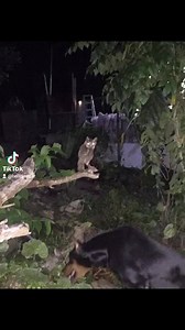35K views · 145 reactions | A Philippine Scops Owl found its way to our compound. She's injured and couldn't fly. What should you do when you rescue a wild animal? Watch below. Thank you Denr-Cenro Lipa City! #HelloLipa #JayzarRecinto | Hello Lipa | Facebook