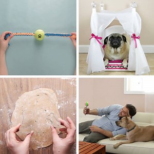 3.7M views · 29K reactions | 15 DIY Projects For Dog Owners  | Tasty Home | Facebook