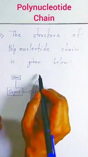 Structure of polynucleotide chain