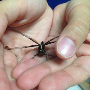 The Dragonfly: Nature's Guided Missile