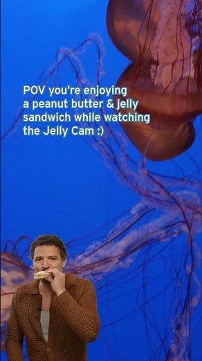 It’s a peanut butter and jelly cam sort of day | #shorts