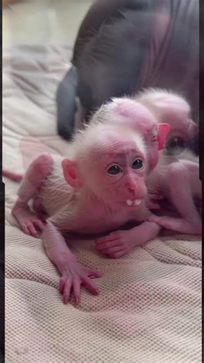 How I adopted a capuchin people always ask such questions #christmas #capuchinmonkey #capuchino #capuchins