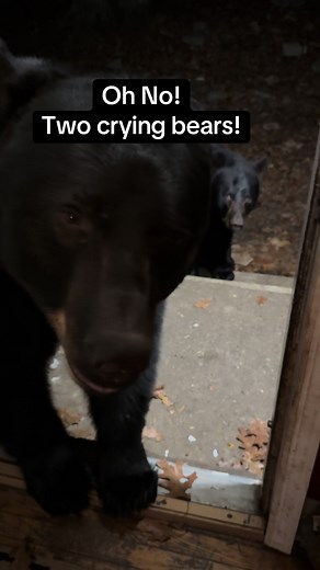 Is this a standoff between two bears? Now I have two crying bears! But that’s OK, because neither of them are chasing one another. They will should be fine! #bear #wildlife #fyp #animal #cry