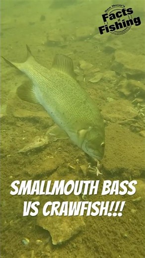 Smallmouth Bass vs Crawfish: Who Wins? 🦞🐟#shorts