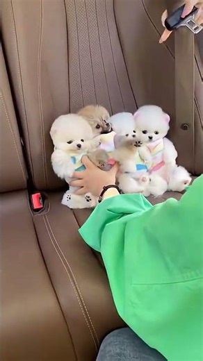 Riding In A Toy Car—Tiny Driver On The Loose 🚙🐶 #TeacupAdventure