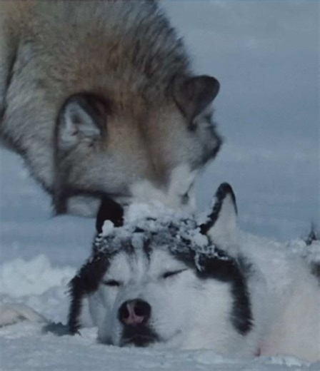 Eight Below | Had to make an eight below edit to this song as well SORRY #edit #fyp #viralvideo #dog #500miles