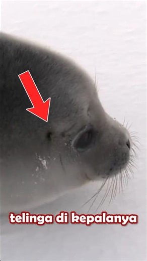 Ada Luwak laut nggak ya? #shorts 【 Indie Vtuber | Asa Kaori】