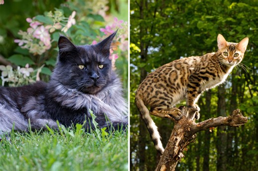 People Can’t Cope With ‘Special Kitten’ Cross Between Maine Coon and Bengal