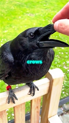 Don’t Mess With Crows 🤯