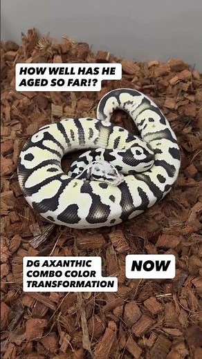 Pastel Leopard DG Axanthic Ball Python Color Transformation🔥🐍