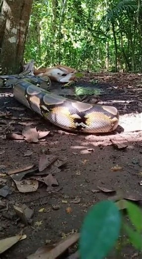 Python and Deer Face Off