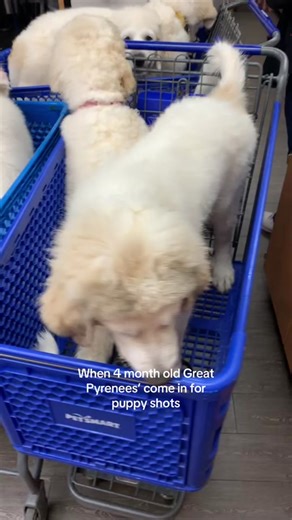 Adorable Great Pyrenees Puppy Receives Vaccinations