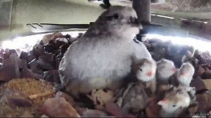 610K views · 74K reactions | Guess who started hatching!  If you saw our earlier post, you learned about the quail family that made its nest and laid its eggs under Jason and Kimberly Garde's lawn mower in Anthem. Well the eggs are starting to hatch! We have 4 (ridiculously cute) hatchlings so far and we'll check in with the Gardes so we can share updates on the remaining eggs! | Arizona Game & Fish Department | Facebook