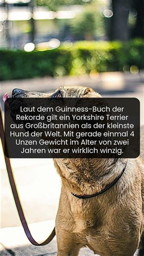 Kaum zu glauben wie dieser kleine Yorkshire Terrier aus Großbritannien Geschichte schrieb