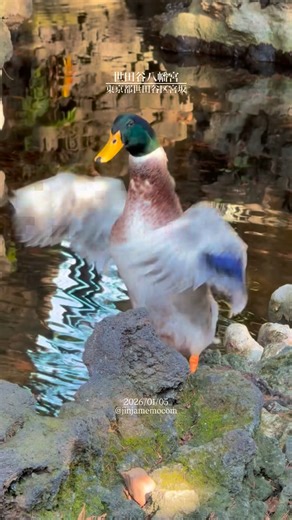 御朱印・神社メモ | 世田谷八幡宮。 東京都世田谷区宮坂。 2026年1月5日参拝。 世田谷の総鎮守。 元日から数量限定で授与の「午年特別御朱印」を頂きました。 右下には相撲を取る力士たち、左上には馬の絵馬。 1月中はこの書き置きの限定御朱印のみの授与です。... | Instagram