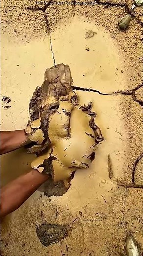 The Golden Soil Discovery #shortvideo