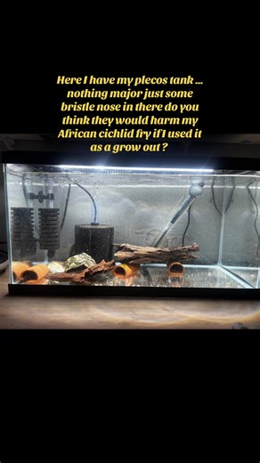 Just wondering I have 1 week old African cichlid fry in this tank in a breeder box but wanting to release them in the coming weeks do we think the bristle nose would harm the fry the biggest pleco in there is around 3 inch male ? … waiting on the 240 to be delivered ??? #help #fish #fishfry #foryoupage❤️❤️ #malawicichlids