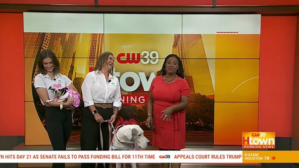 Halloween Pet Safety Tips with Meadowlake Pet Resort