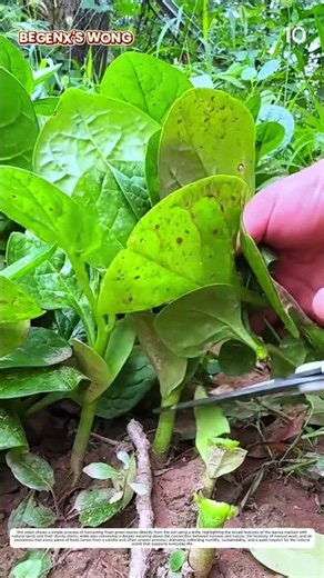 Leafy Vegetable Harvesting: How Scissors Turn Fresh Plants into Ready Food