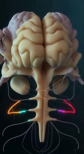 Anatomy of the 12 Cranial Nerves – Clear 3D Visualization