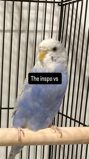 Leys Crochets | The first picture is my bird, the plushie version of her turned out so cute Pattern by @anniecarrawayart #crochet #amigurumi #handmade... | Instagram