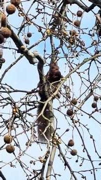Eichhörnchen Mutter mit Baby: Der Nackengriff