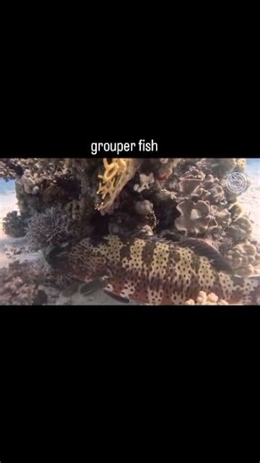 Grouper fish hiding 朗 Unfortunately, grouper fish are in danger due...