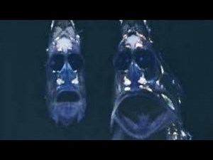 Underwater Sea Creatures That Almost Evolved Into A Human