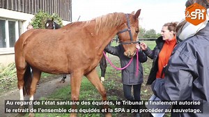 🔴 📢 La SPA - Société Protectrice des Animaux a le plaisir de vous informer que l'ensemble des équidés 🐴 du haras de Villemaur-Sur-Vanne (10) ont été retirés du "Haras de l'Horreur" et confiés à la SPA ! 🐎 Ils se trouvent désormais au Grand Refuge SPA ! Notre article vous raconte tout ⬇️⬇️⬇️ https://www.la-spa.fr/actualites/spa/le-haras-de-lhorreur-tous-les-chevaux-sauves-par-la-spa | La SPA - Société Protectrice des Animaux