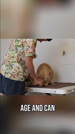 Caring for a Senior Cat #oldcat #catcare