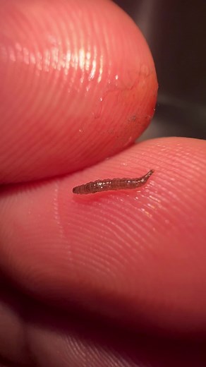 Identifying Drain Fly Larvae in Water: Causes and Solutions