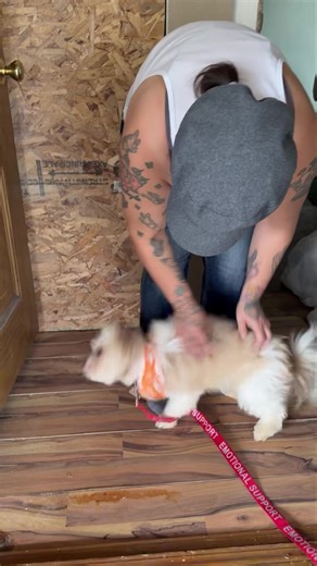 ✨ CRISIS COMFORT REUNION WEEKEND ✨ Three families. Three wagging tails. Three brand-new beginnings. 💛 This is Moofasa — and his reunion moment was straight out of an emotional montage. He ran full speed into his mom’s arms… then suddenly turned around and sprinted right back to me (Kyrie) as if to say, “thank you… and goodbye.” Then, with one last tail wag, he trotted back inside his house like a little lion king returning to his kingdom. 🩵🐾 Moofasa spent a few weeks with us while his mom got