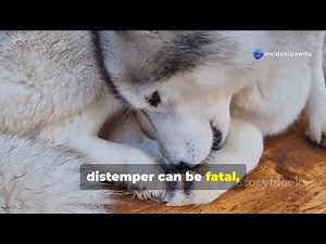 Canine Distemper: Protect Your Pup Now! 🐶