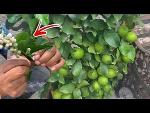 how to grow lemon at home,10 easy steps Growing lemons at home can be a rewarding.