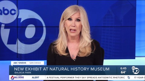 New 'Amazement in the Basement' exhibit opens at San Diego Natural History Museum