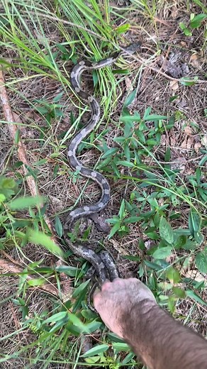Harris Smith on Instagram: "Check Out This Awesome Gray Rat Snake Found Out On The Crawl In 100 Degree Weather!"