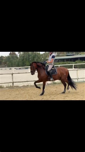 Our young horse Fandango is coming along so nicely in Spain. Thank you to Antonio Vazquez and Team for turning all of our young horses into superstar dressage competitors. You are truly The Best!!! | Molly Whittington Gengenbach