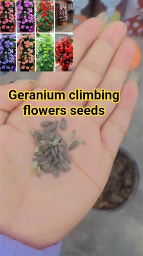 🪴how to grow Geranium climbing flowers seeds rare variety blooming in every season🪴#shorts#viral#yt