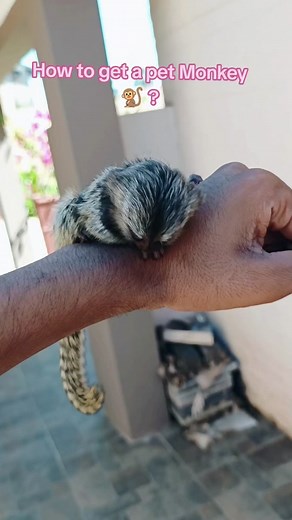 How to Get a Pet Monkey: Everything You Need to Know