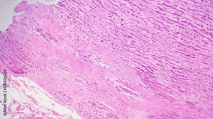 Simple squamous epithelium in section filmed under microscope with 100 times magnification on bright field. Macro footage of single layer of cells in contact with basal lamina. Molecules and membranes
