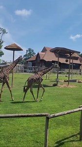 5.6K views · 113 reactions | Add a Giraffe Feed experience to your summer fun! 漣 Come for your leafy-green meet-and-greet with our giant friends.  daily 10:30am – 4pm  $5/feed  cash only Some situations close giraffe feed and may have our giraffe off exhibit such as weather, maintenance, animal health and giraffe participation. | Turtle Back Zoo | Facebook