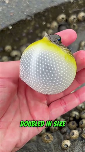 Watch It Inflate! 🐡 The Ocean's Deadliest Balloon #Pufferfish #MarineLife #OceanFacts #AnimalFacts