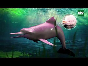 Infografia animada sobre el delfin rosado (Inia geoffrensis)